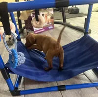 Black collar, a female Labrador Retriever for sale in Culpeper, VA – 4 of 7