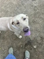 Cash, a male Labrador Retriever for sale in Culpeper, VA – 3 of 7