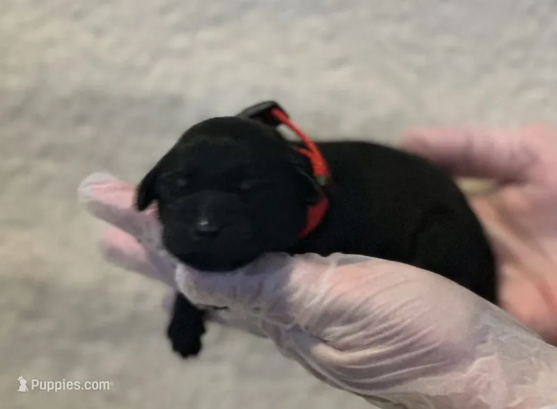 Red collar, a female Labrador Retriever for sale in Culpeper, VA – 1 of 5