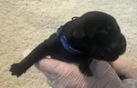 Blue collar , a male Labrador Retriever for sale in Culpeper, VA – 3 of 6