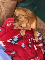 Stevie, a female Labrador Retriever for sale in Culpeper, VA – 7 of 9