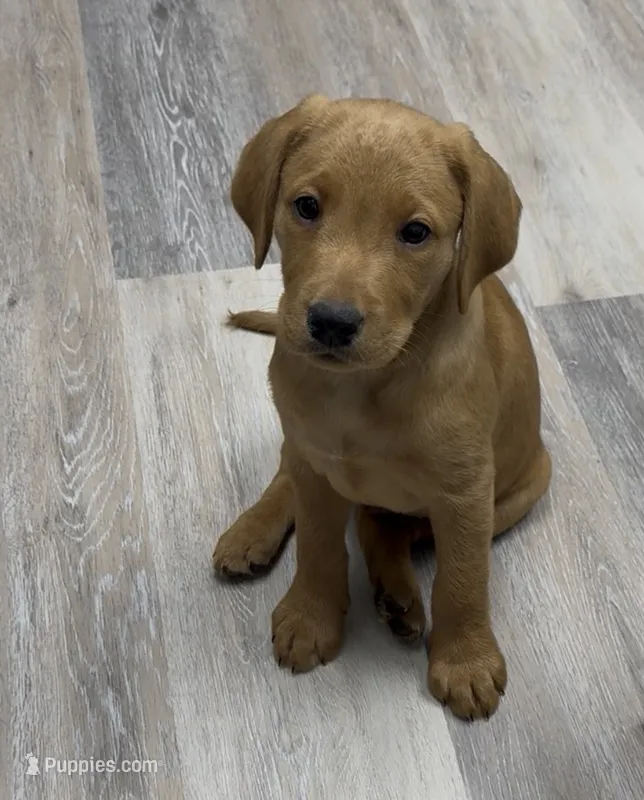 Black collar – Labrador Retriever puppy for sale in Culpeper, VA