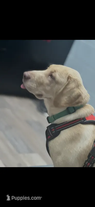 Cash – Labrador Retriever puppy for sale in Culpeper, VA