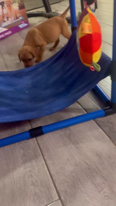 Black collar, a female Labrador Retriever for sale in Culpeper, VA – 7 of 7