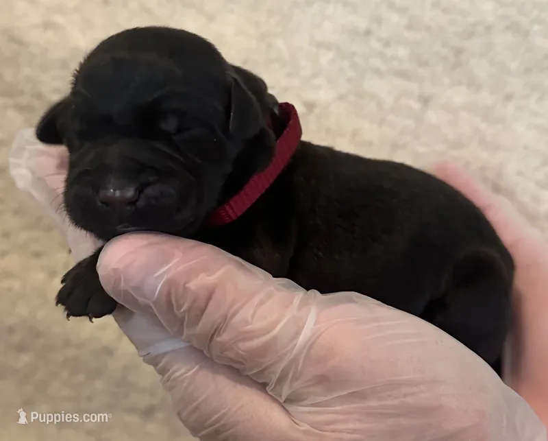 Maroon collar  – Labrador Retriever puppy for sale in Culpeper, VA