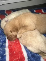Sunny’s litter, a male Labrador Retriever for sale in Culpeper, VA – 7 of 10