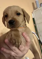 Orange collar, a male Labrador Retriever for sale in Culpeper, VA – 3 of 8