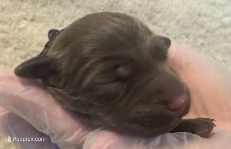 Purple collar – Labrador Retriever puppy for sale in Culpeper, VA
