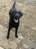 Vinnie, a male Labrador Retriever for sale in Culpeper, VA – 3 of 4