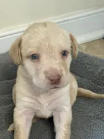 Donald, a male Labrador Retriever for sale in Culpeper, VA – 6 of 8