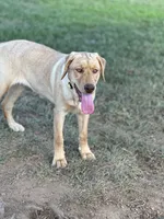 Sunny, a female Labrador Retriever for sale in Culpeper, VA – 7 of 8