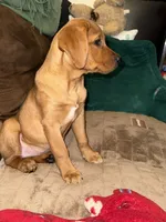 Stevie, a female Labrador Retriever for sale in Culpeper, VA – 8 of 9