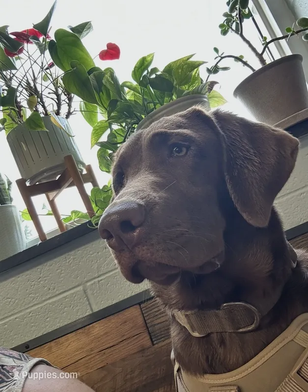 London – Labrador Retriever puppy for sale in Culpeper, VA