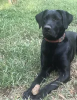 Vinnie, a male Labrador Retriever for sale in Culpeper, VA – 4 of 4