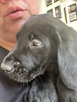 Pink collar, a female Labrador Retriever for sale in Culpeper, VA – Photo 4 of 4