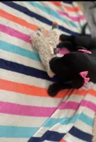 Pink collar, a female Labrador Retriever for sale in Culpeper, VA – Photo 2 of 4