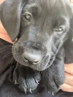 Pink collar, a female Labrador Retriever for sale in Culpeper, VA – Photo 3 of 4