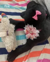 Pink collar, a female Labrador Retriever for sale in Culpeper, VA – Photo 1 of 4