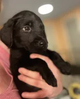 Pink collar , a female Labrador Retriever for sale in Culpeper, VA – 3 of 7