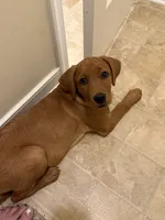 Stevie, a female Labrador Retriever for sale in Culpeper, VA – 2 of 9