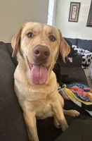 Sunny, a female Labrador Retriever for sale in Culpeper, VA – 2 of 8