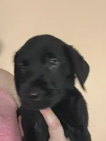 Blue collar, a male Labrador Retriever for sale in Culpeper, VA – 2 of 6