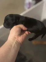 Jinx’s litter, a  Labrador Retriever for sale in Culpeper, VA – 9 of 9