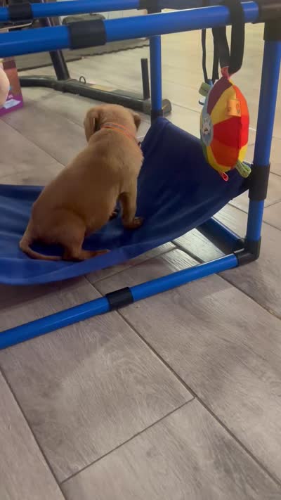 Orange collar, a male Labrador Retriever for sale in Culpeper, VA – 8 of 8