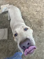 Cash, a male Labrador Retriever for sale in Culpeper, VA – 4 of 7