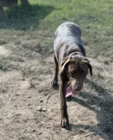 London, a female Labrador Retriever for sale in Culpeper, VA – 3 of 4