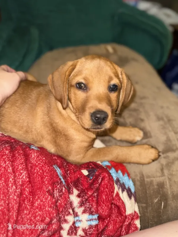 Stevie – Labrador Retriever puppy for sale in Culpeper, VA