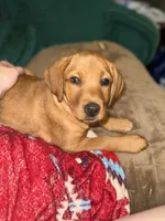 Stevie, a female Labrador Retriever for sale in Culpeper, VA – 1 of 9