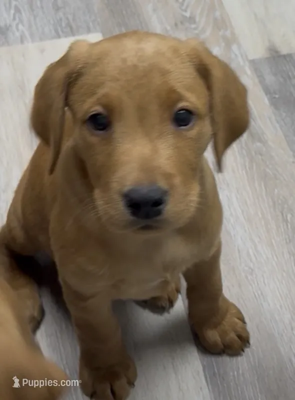 Orange collar – Labrador Retriever puppy for sale in Culpeper, VA