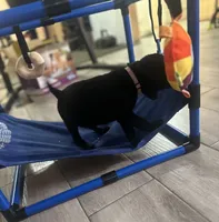 Pink collar , a female Labrador Retriever for sale in Culpeper, VA – 6 of 7