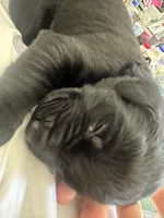 Green collar, a male Labrador Retriever for sale in Culpeper, VA – Photo 1 of 8