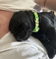 Green collar, a male Labrador Retriever for sale in Culpeper, VA – Photo 3 of 8