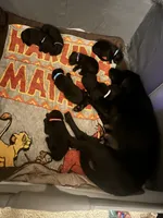 Green collar, a male Labrador Retriever for sale in Culpeper, VA – Photo 6 of 8