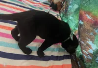 Green collar, a male Labrador Retriever for sale in Culpeper, VA – Photo 7 of 8