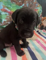 Green collar, a male Labrador Retriever for sale in Culpeper, VA – Photo 8 of 8