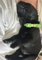 Green collar, a male Labrador Retriever for sale in Culpeper, VA – Photo 5 of 8