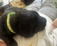 Green collar, a male Labrador Retriever for sale in Culpeper, VA – Photo 2 of 8