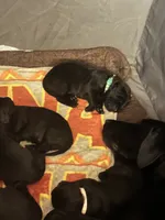 Green collar, a male Labrador Retriever for sale in Culpeper, VA – Photo 4 of 8