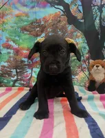 Yellow collar, a female Labrador Retriever for sale in Culpeper, VA – Photo 10 of 10