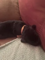 Yellow collar, a female Labrador Retriever for sale in Culpeper, VA – Photo 3 of 10