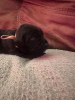 Yellow collar, a female Labrador Retriever for sale in Culpeper, VA – Photo 4 of 10