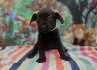 Yellow collar, a female Labrador Retriever for sale in Culpeper, VA – Photo 8 of 10