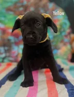 Yellow collar, a female Labrador Retriever for sale in Culpeper, VA – Photo 5 of 10