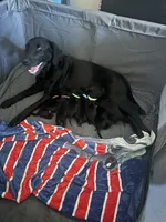 Yellow collar, a female Labrador Retriever for sale in Culpeper, VA – Photo 2 of 10