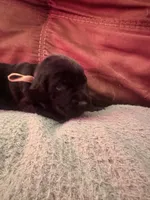 Yellow collar, a female Labrador Retriever for sale in Culpeper, VA – Photo 6 of 10