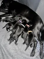 Yellow collar, a female Labrador Retriever for sale in Culpeper, VA – Photo 7 of 10